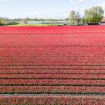PD105578-10429-Purmerenderweg-34,-Zuidoostbeemster-229063824