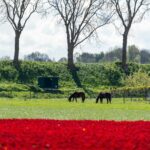 PD105578-10429-Purmerenderweg-34,-Zuidoostbeemster-229063888
