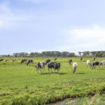 PD106333-24488-Het-Lien-3,-Oosthuizen-286322139